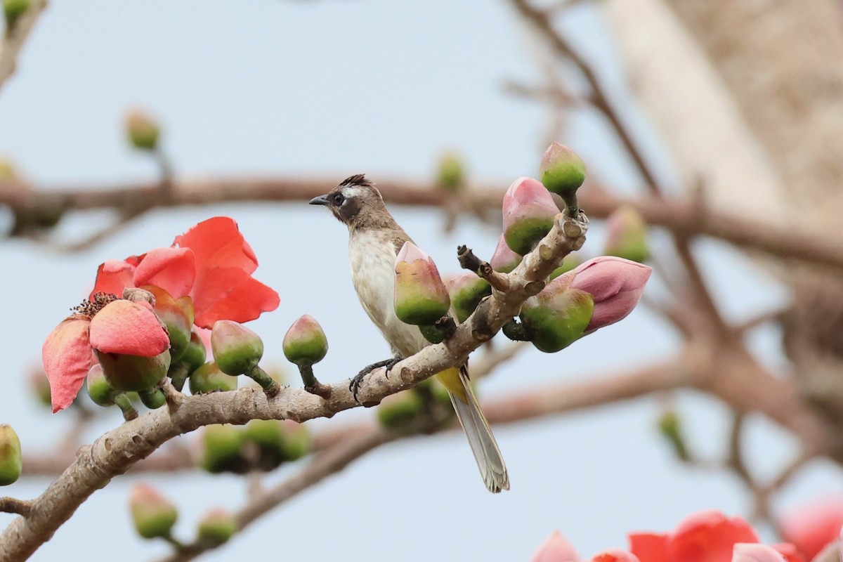 Yellow-vented Bulbul - ML620737440