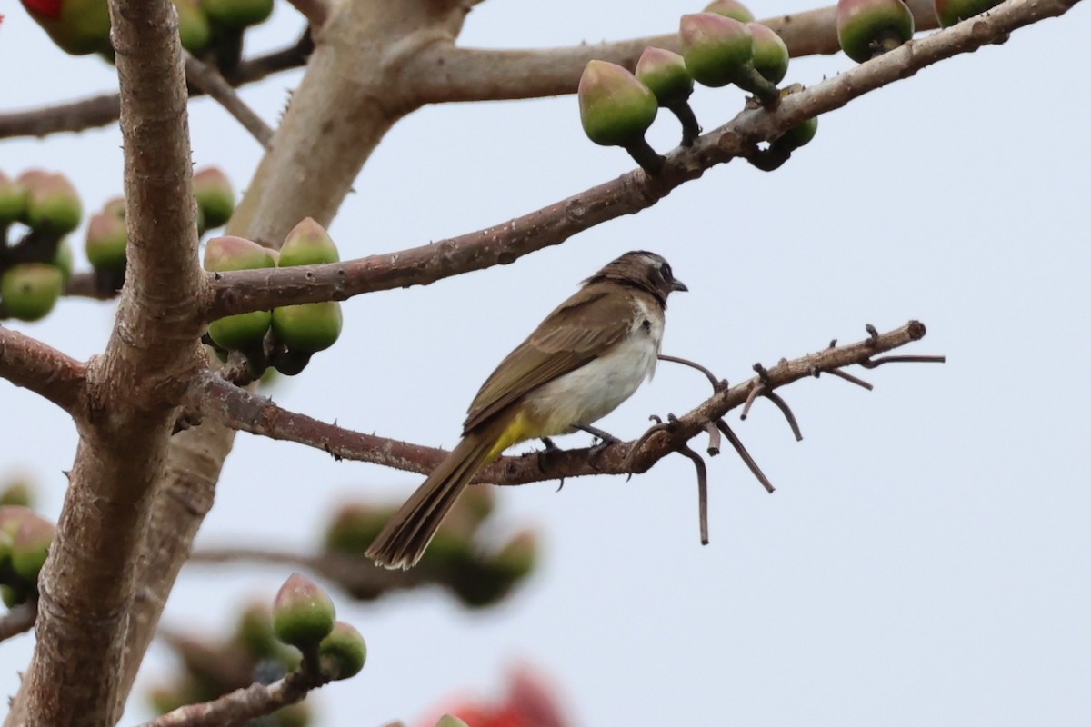 Yellow-vented Bulbul - ML620737442