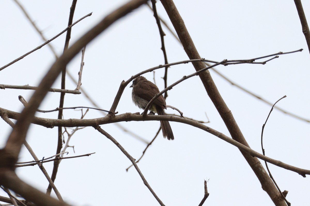 Yellow-vented Bulbul - ML620737444