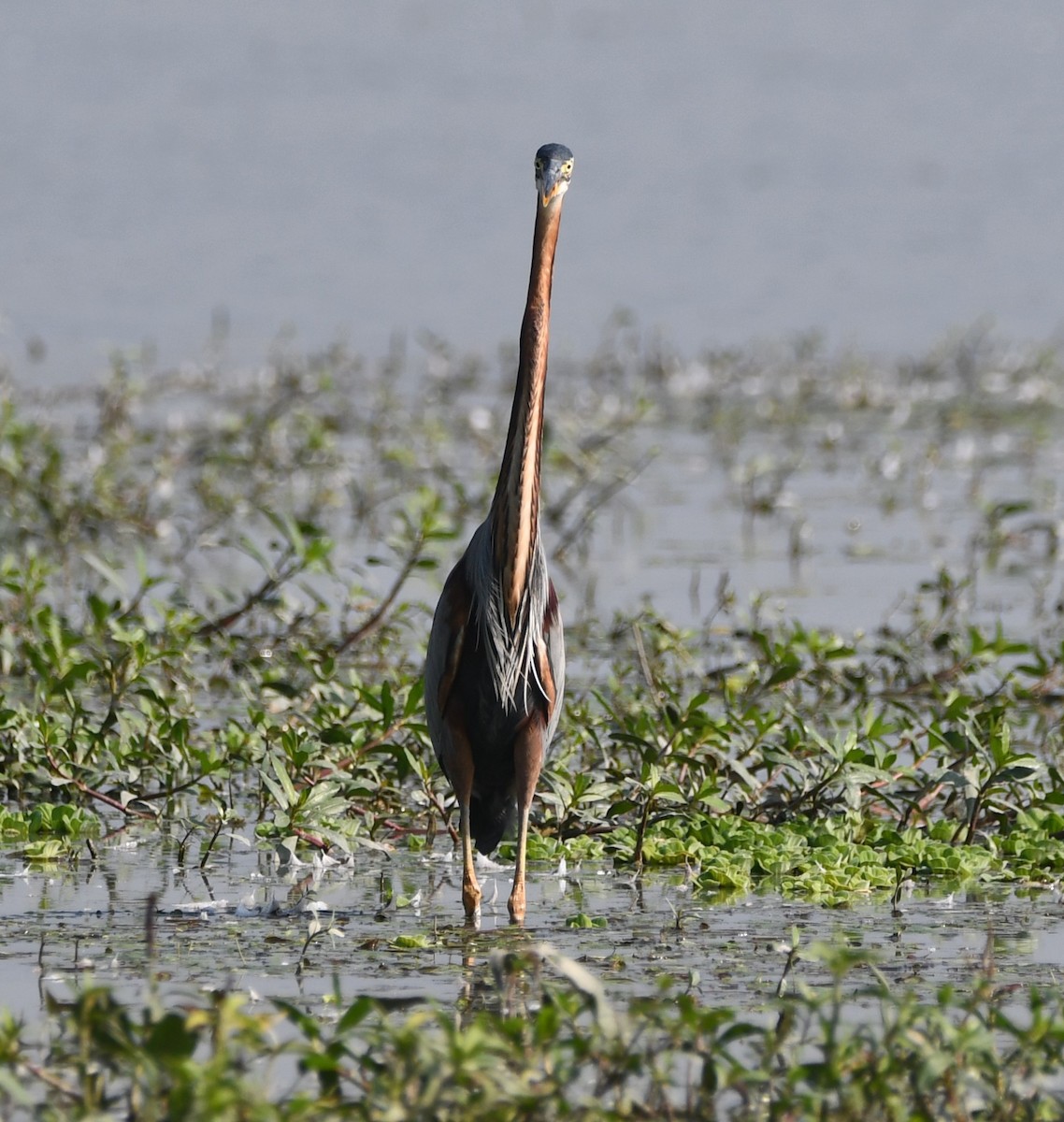 Purple Heron - ML620737445