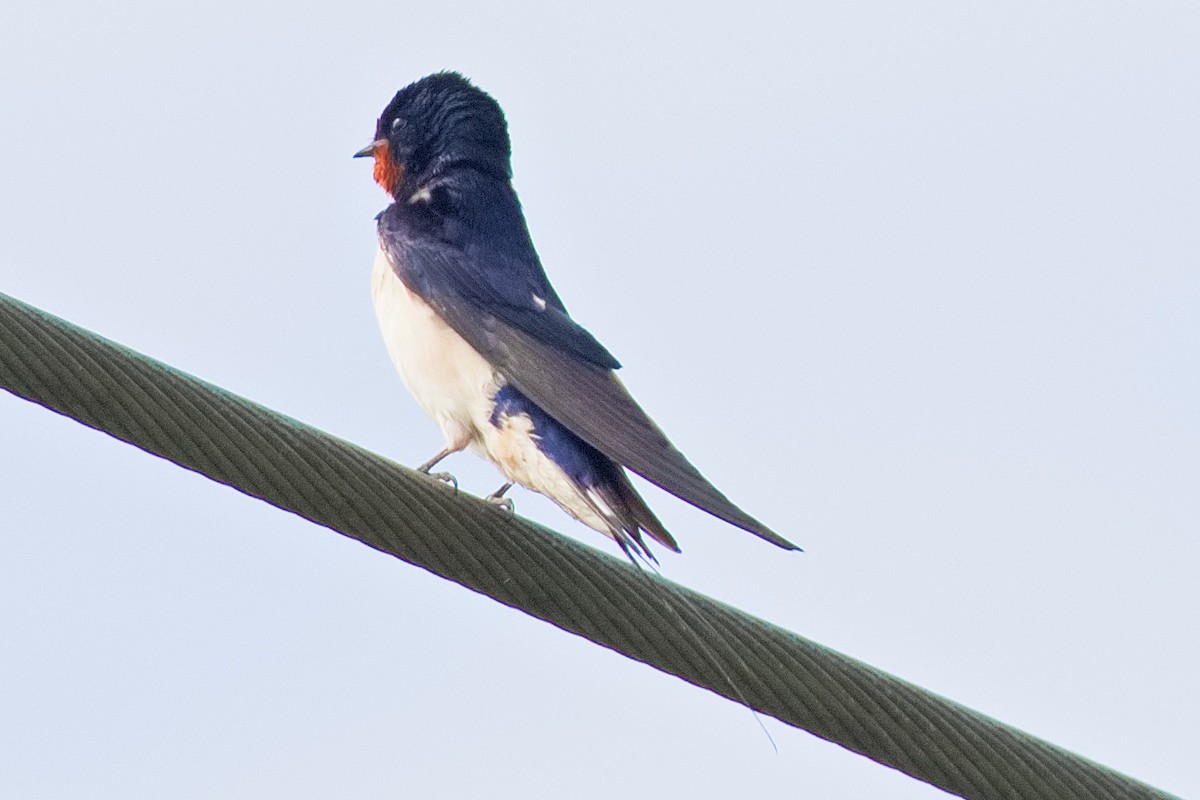 Barn Swallow - ML620737447