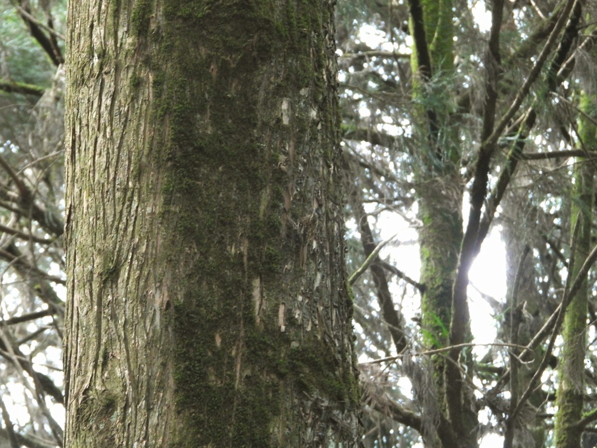 Sikkim Treecreeper - ML620737448