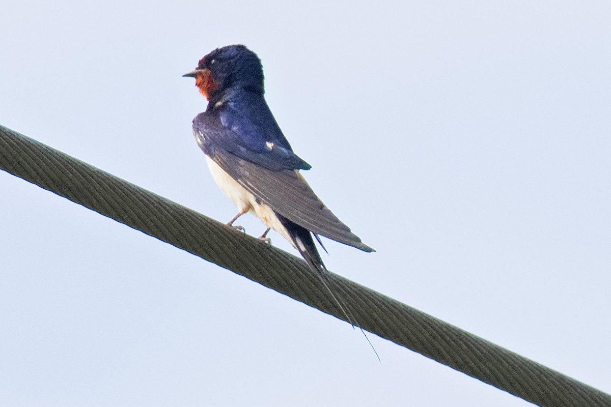 Golondrina Común - ML620737450