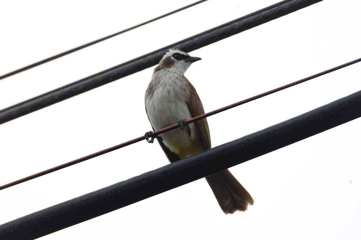 Yellow-vented Bulbul - ML620737451