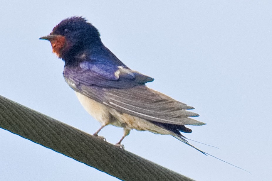 Barn Swallow - ML620737455