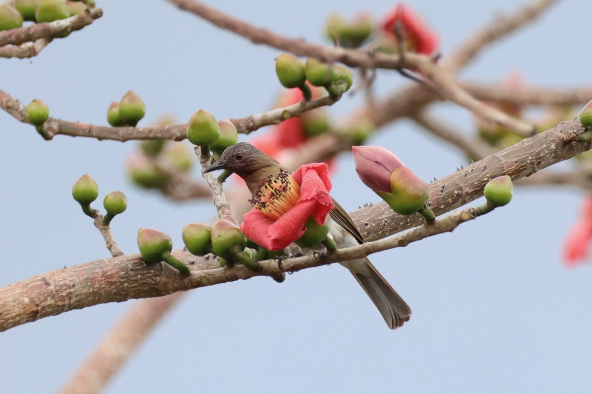 Philippine Bulbul - ML620737457