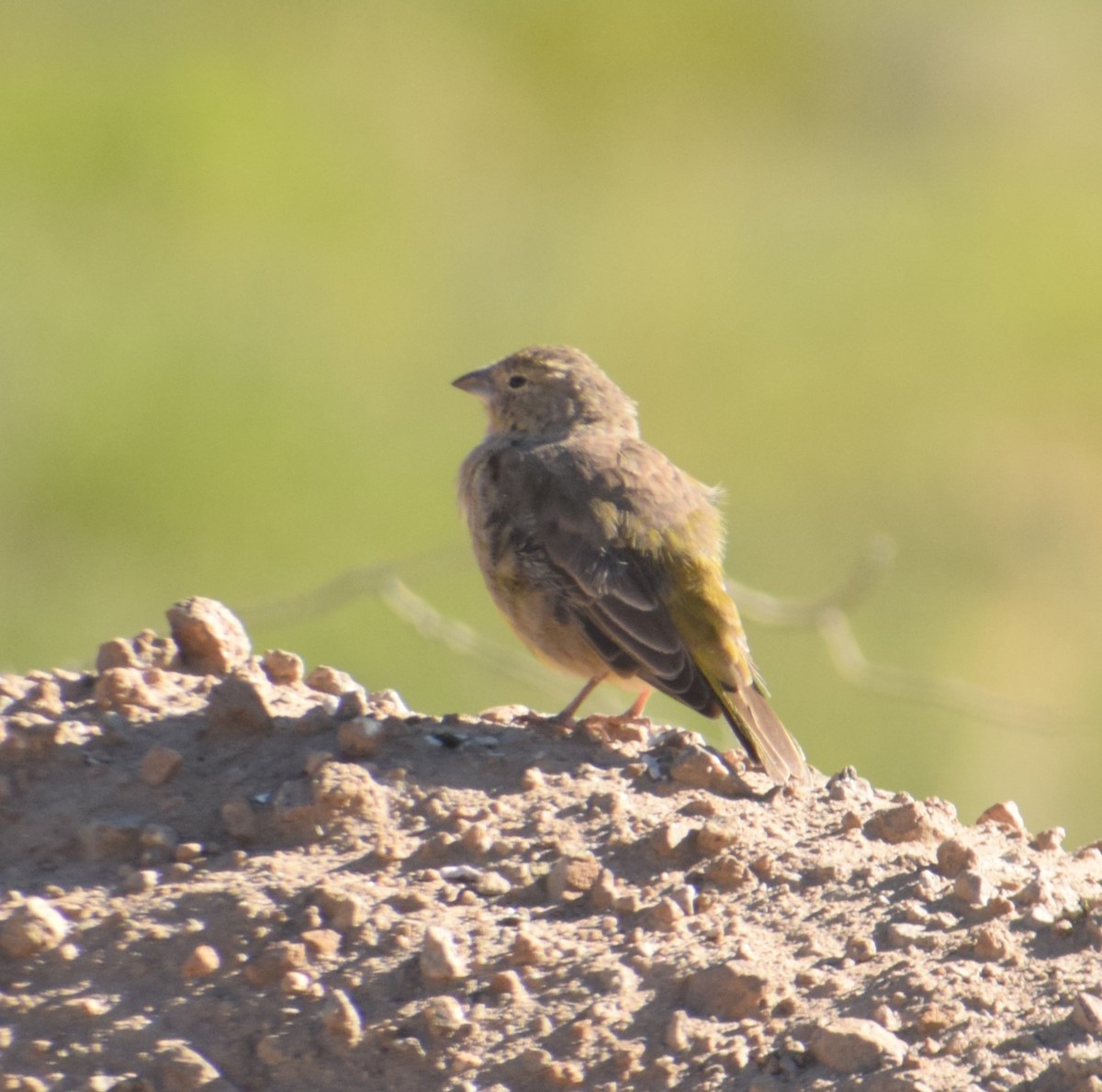 Greenish Yellow-Finch - ML620737461