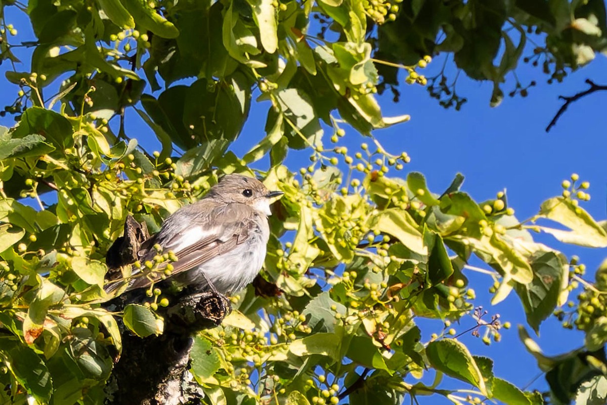 Collared Flycatcher - Angel BAS-PEREZ