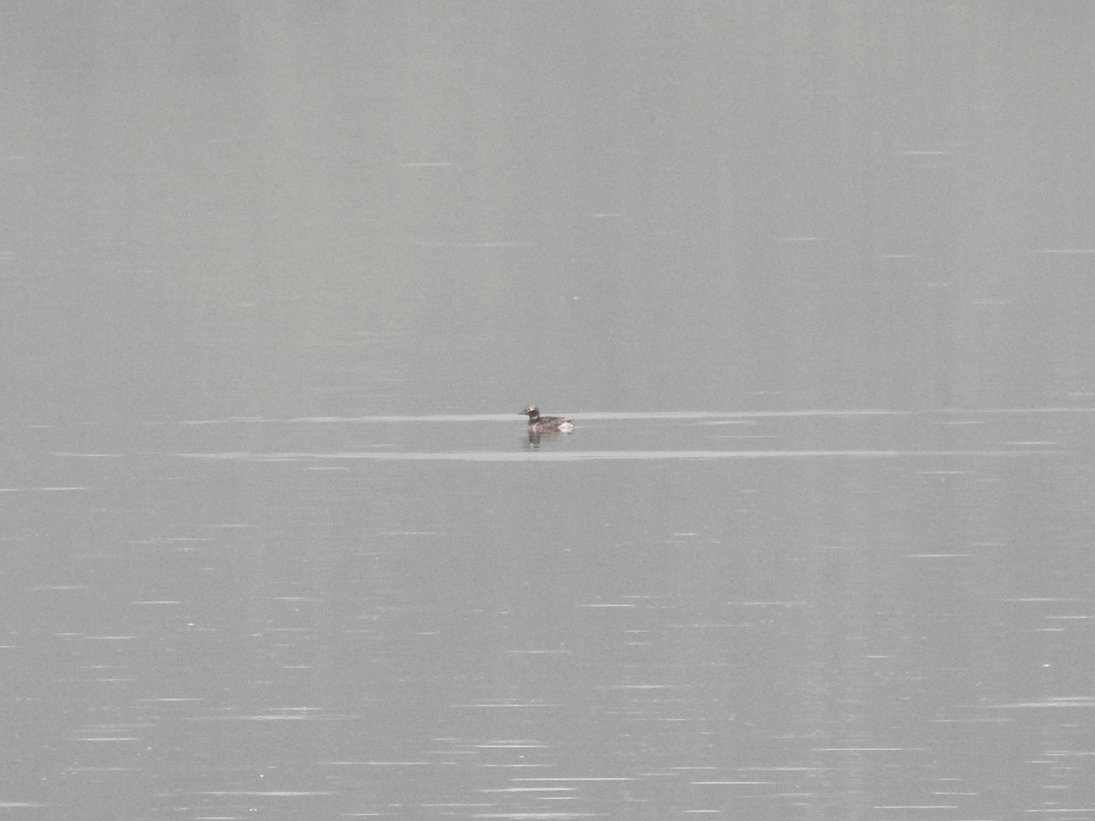 Long-tailed Duck - ML620737467