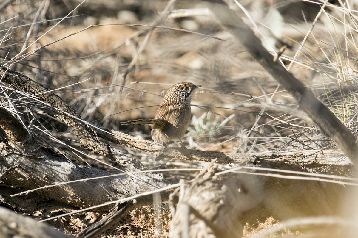 Striated Grasswren - ML620737468