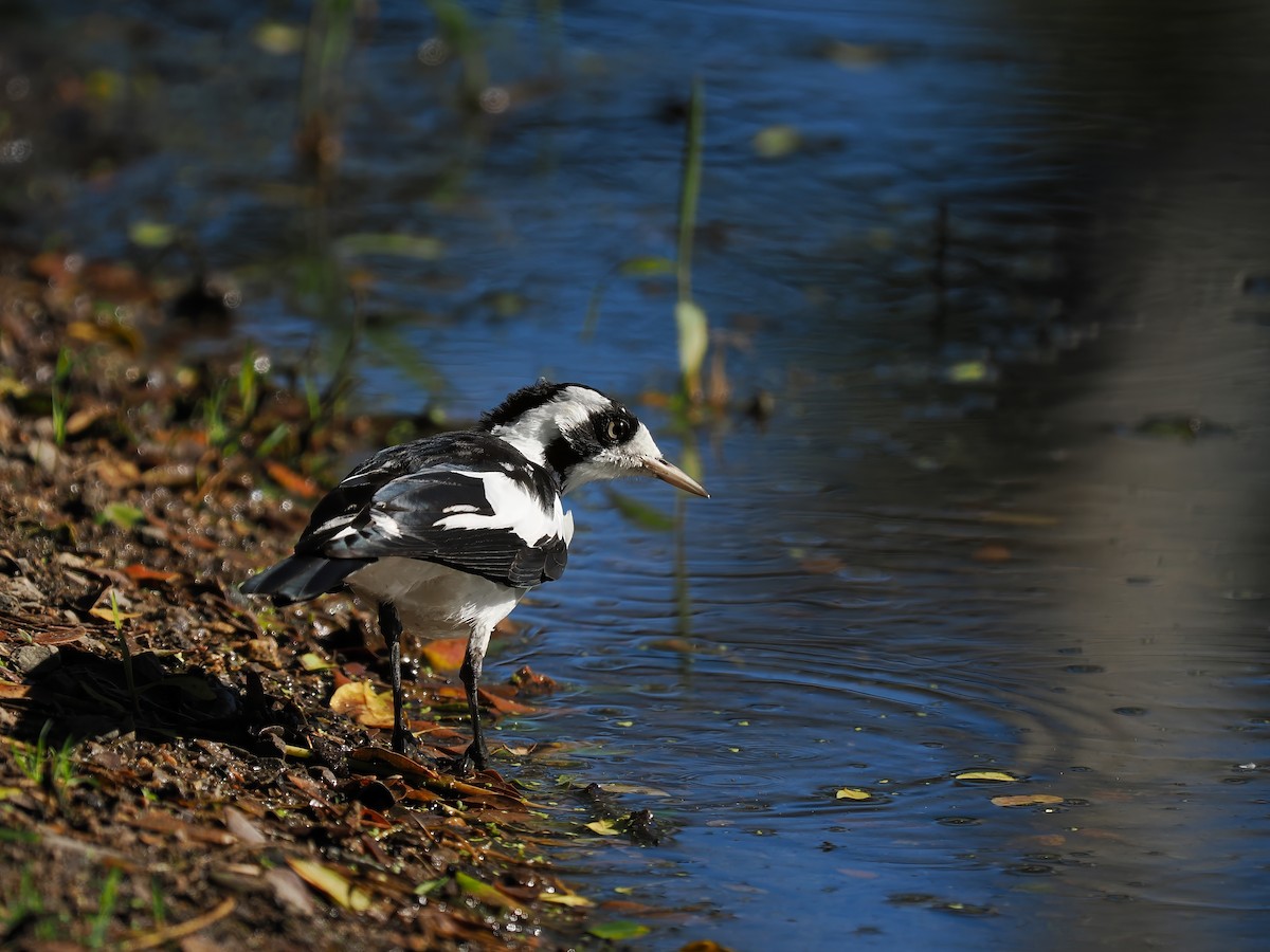 Magpie-lark - ML620737469