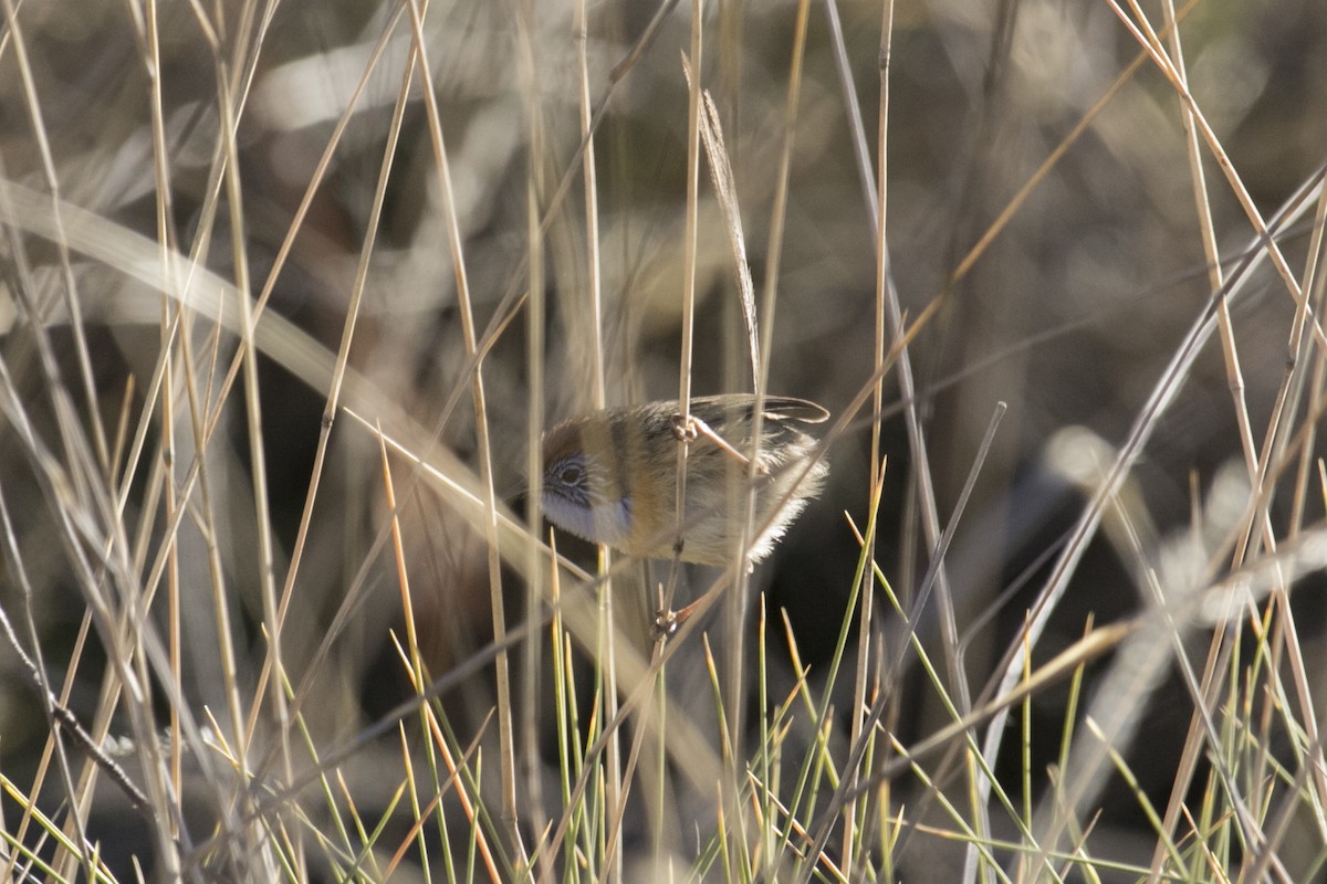 Mallee Emuwren - John Cantwell