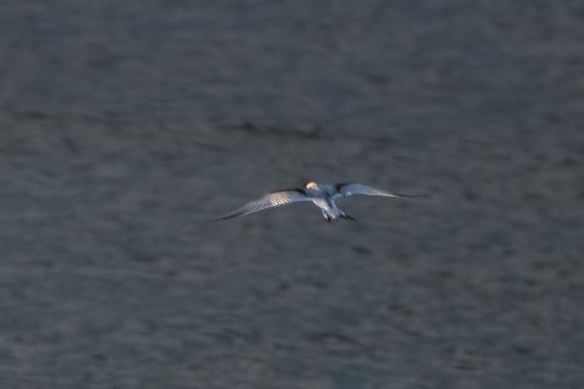 White-fronted Tern - ML620737481