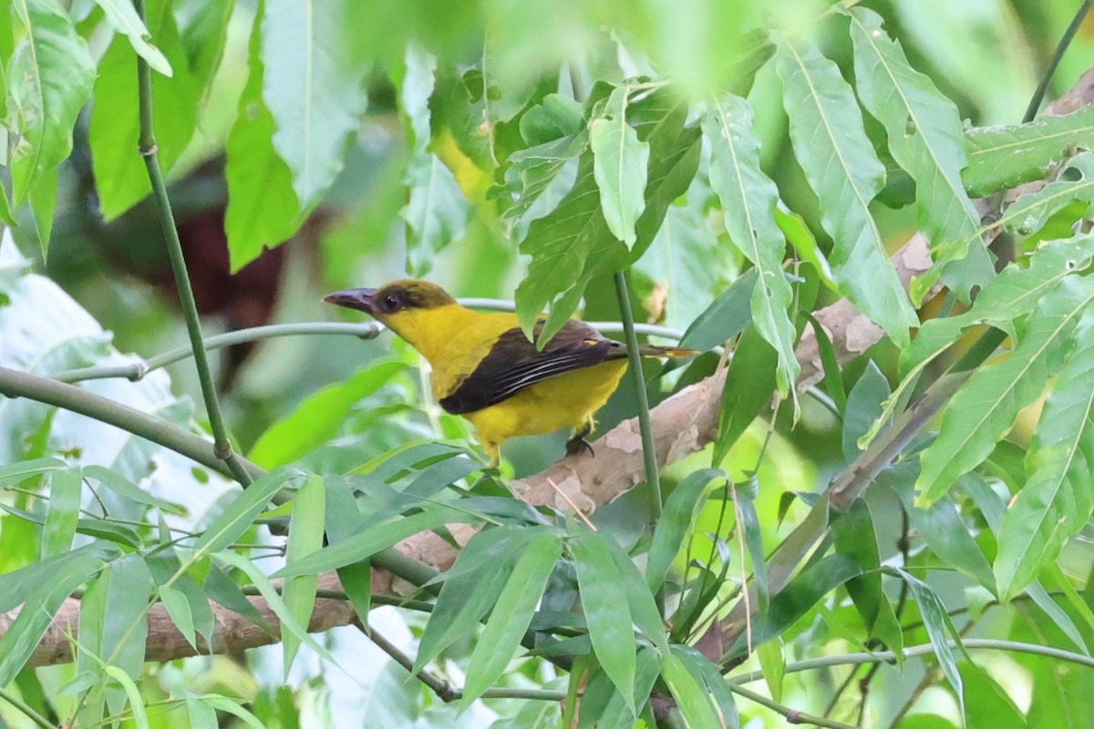 Black-naped Oriole - ML620737484