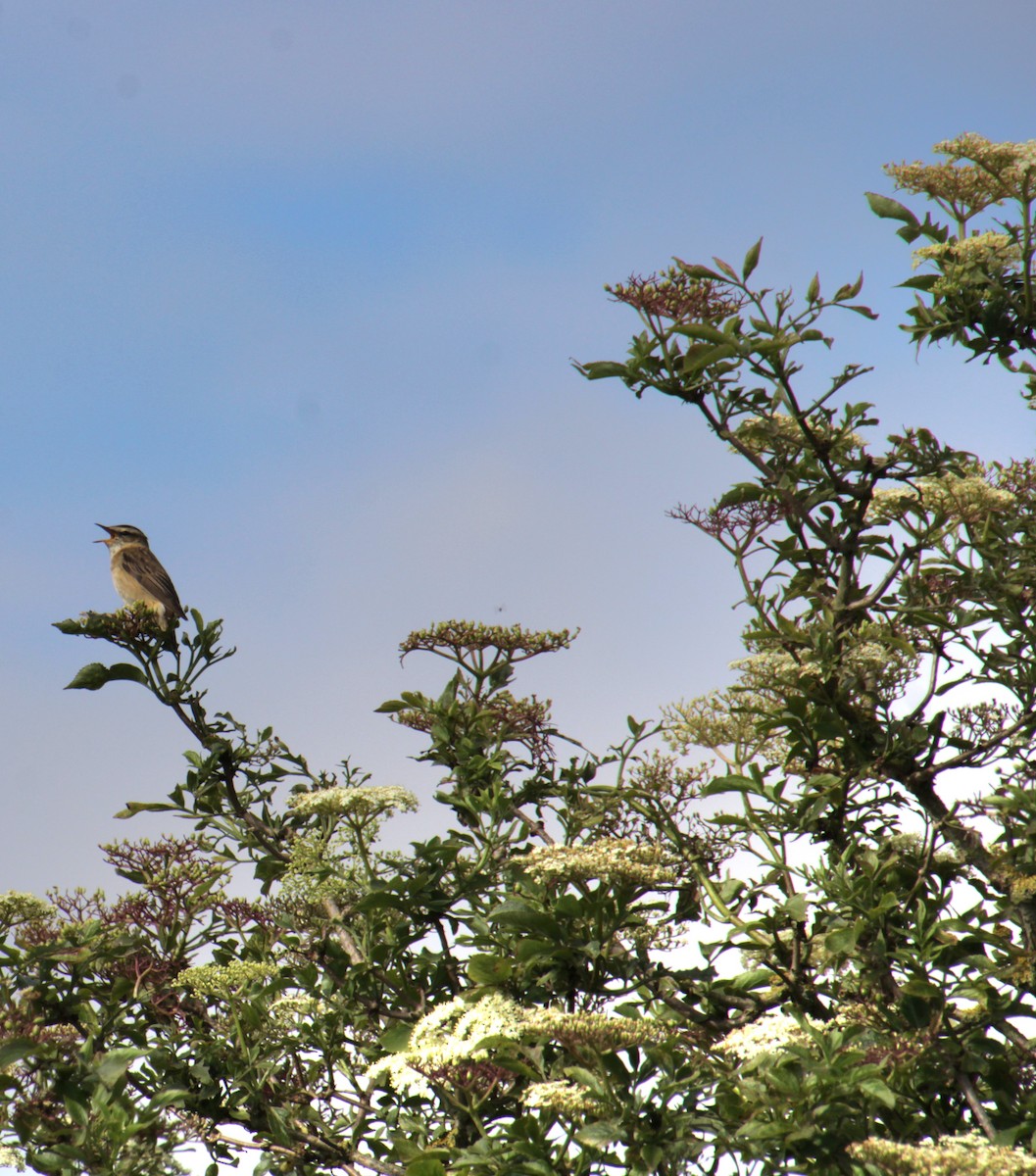 Sedge Warbler - ML620737491