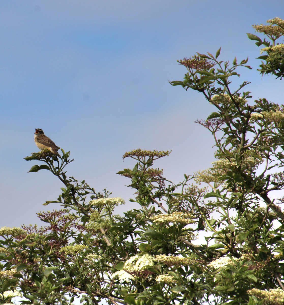 Sedge Warbler - ML620737492