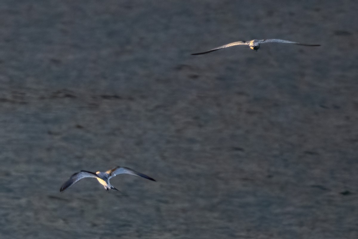 White-fronted Tern - ML620737493