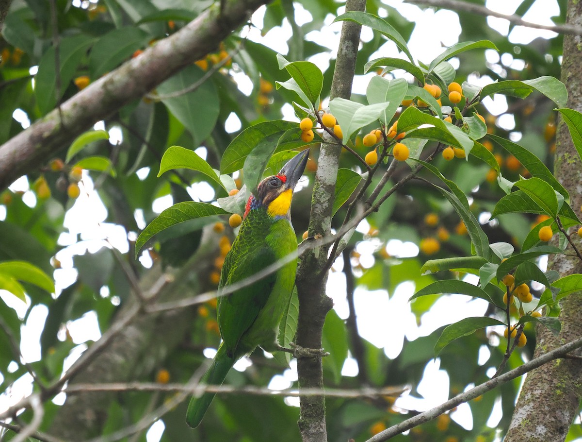 Gold-whiskered Barbet - ML620737501