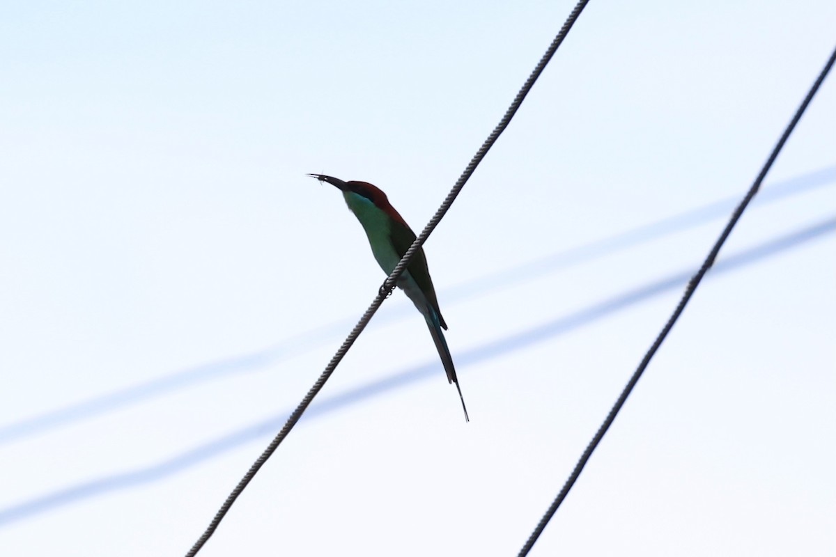 Rufous-crowned Bee-eater - ML620737502