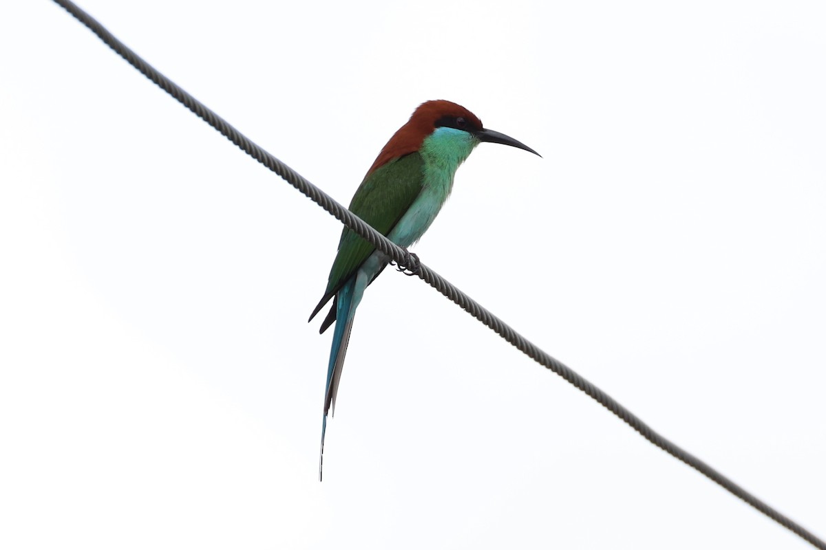 Rufous-crowned Bee-eater - ML620737504