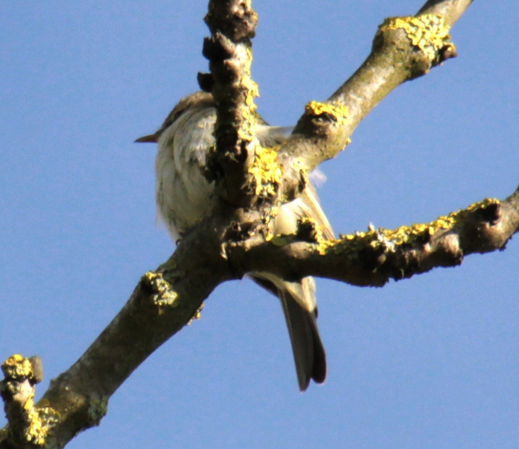 Mosquitero Común (grupo collybita) - ML620737505