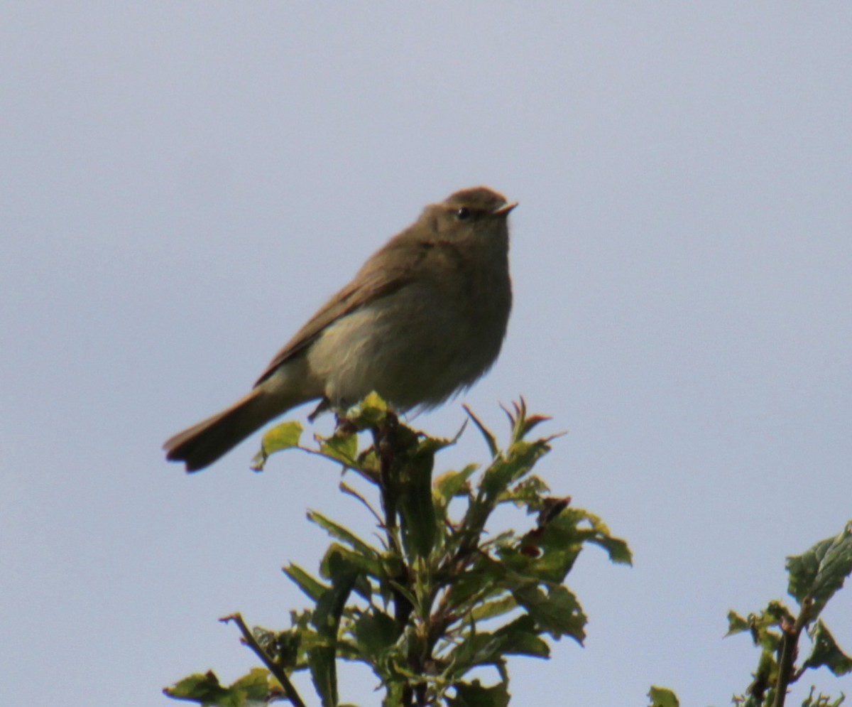 Common Chiffchaff (Common) - ML620737506