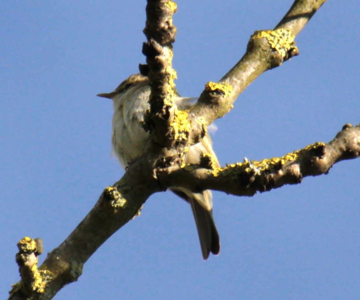 Common Chiffchaff (Common) - ML620737507