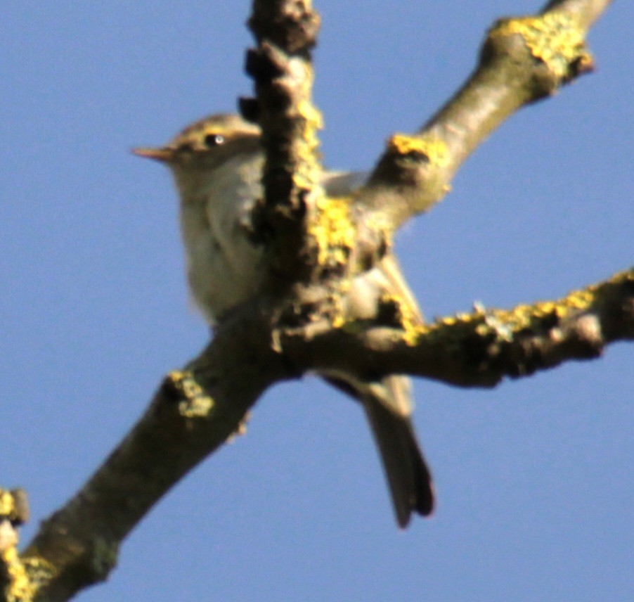 Common Chiffchaff (Common) - ML620737508