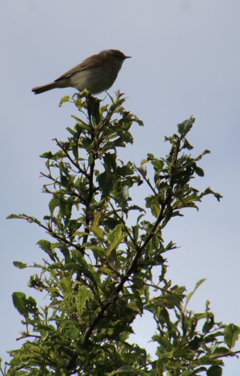 Mosquitero Común (grupo collybita) - ML620737509