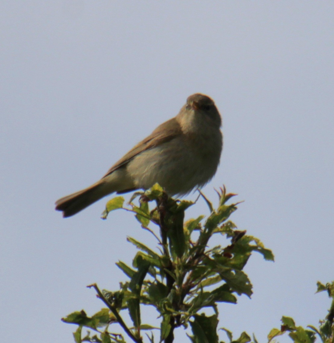 Mosquitero Común (grupo collybita) - ML620737510