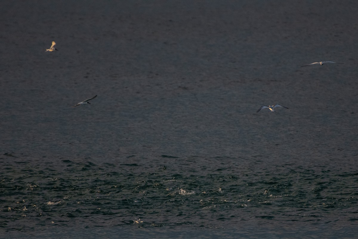 White-fronted Tern - ML620737512