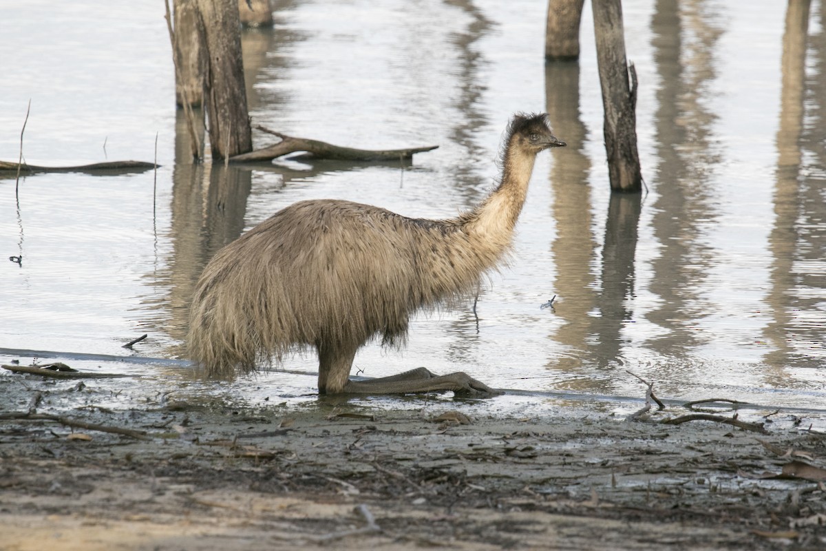 emu hnědý - ML620737513