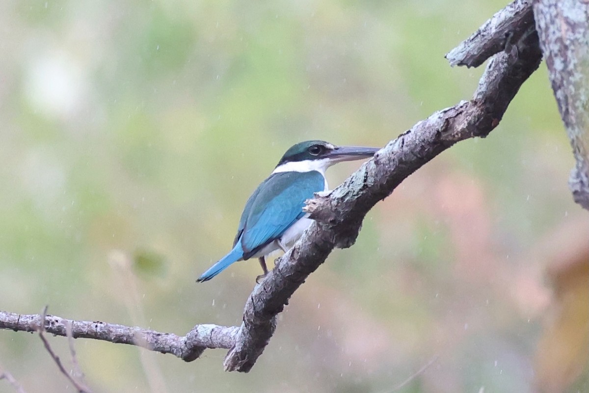 Collared Kingfisher - ML620737514