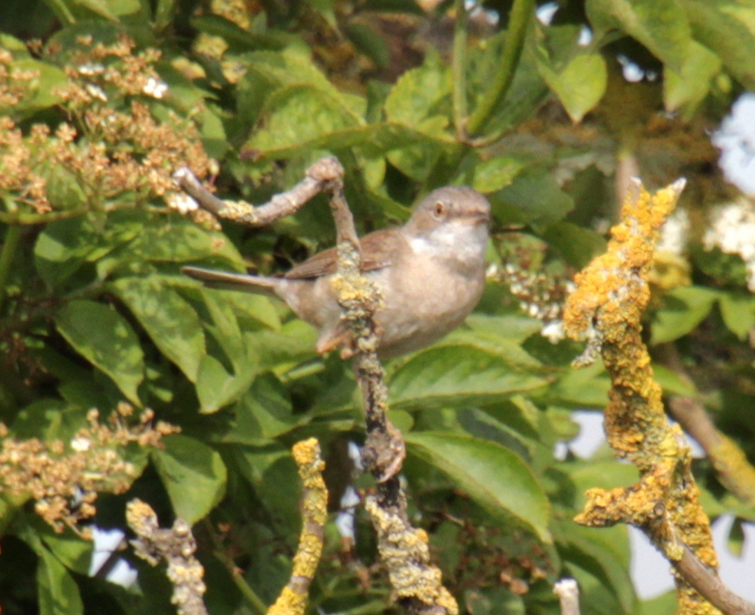 Greater Whitethroat - ML620737516