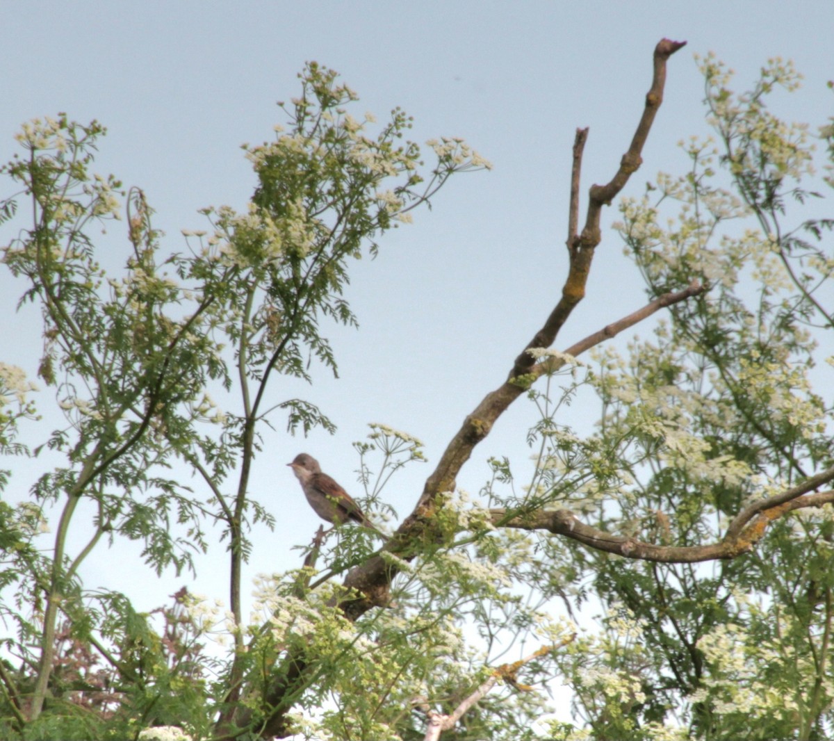 Greater Whitethroat - ML620737517