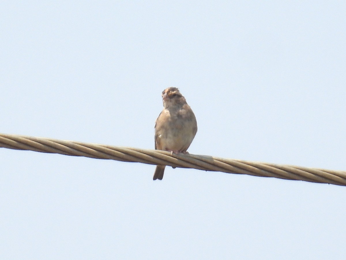 Viuda Senegalesa - ML620737519