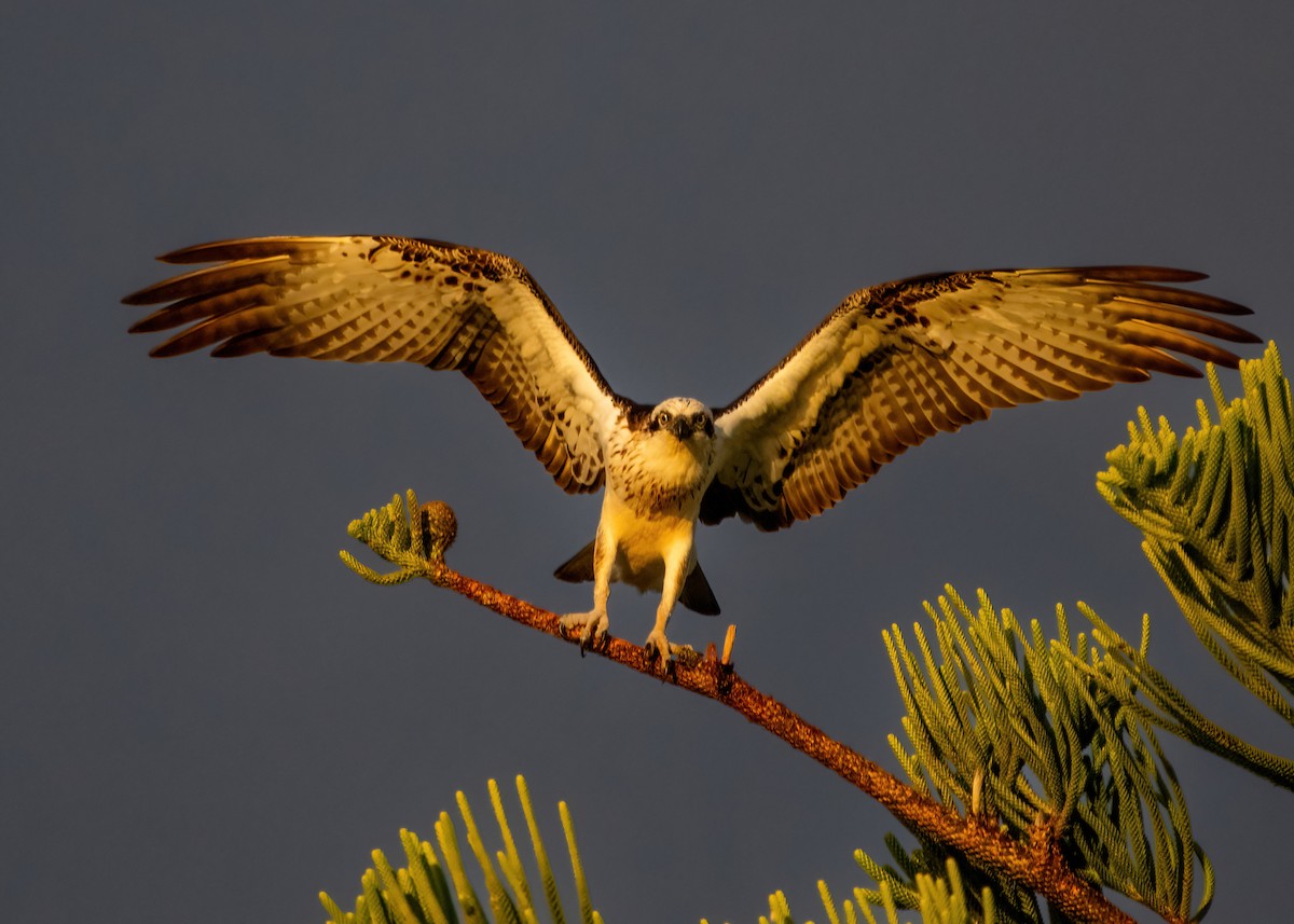 Águila Pescadora - ML620737520