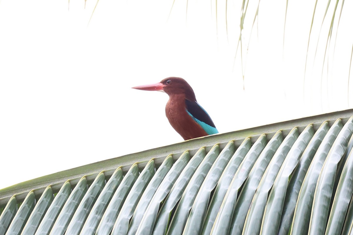 Brown-breasted Kingfisher - ML620737523