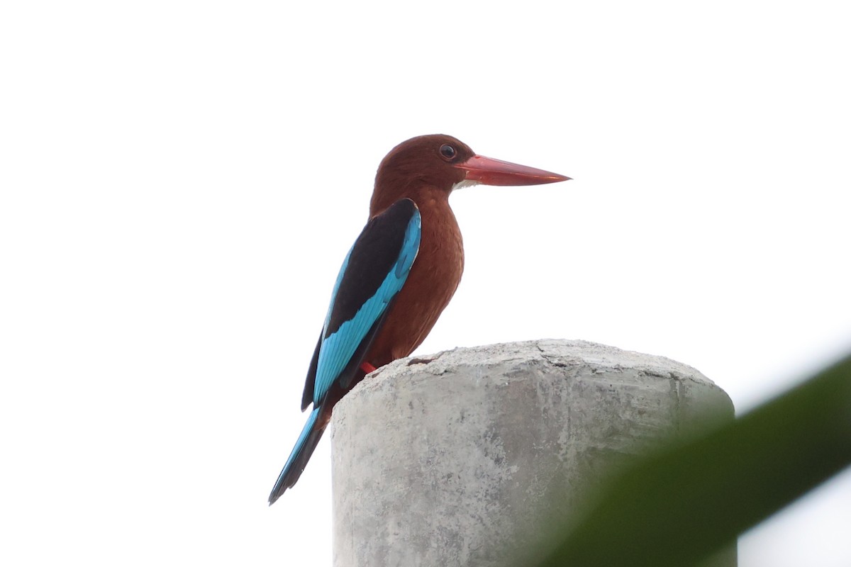 Brown-breasted Kingfisher - ML620737524