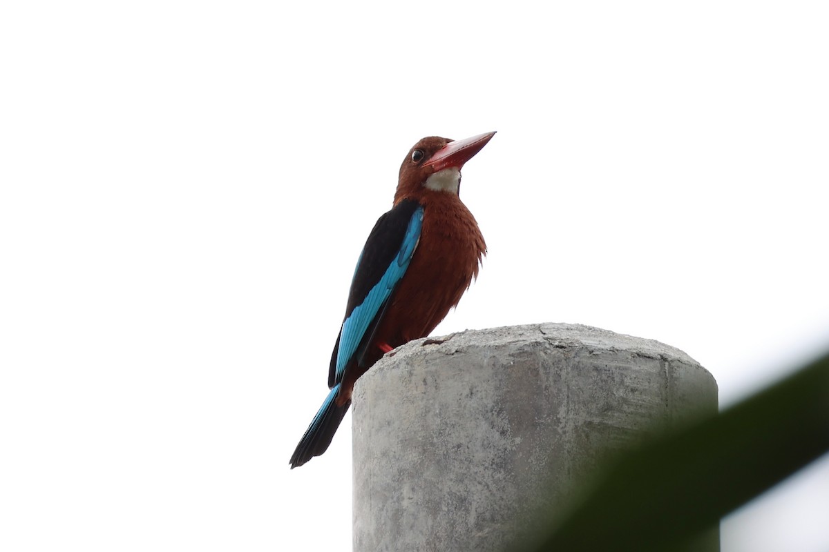 Brown-breasted Kingfisher - ML620737525