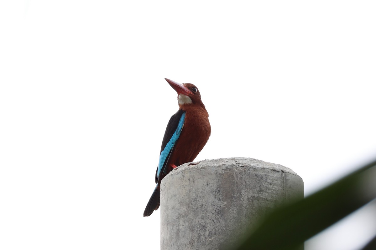 Brown-breasted Kingfisher - Andrew William