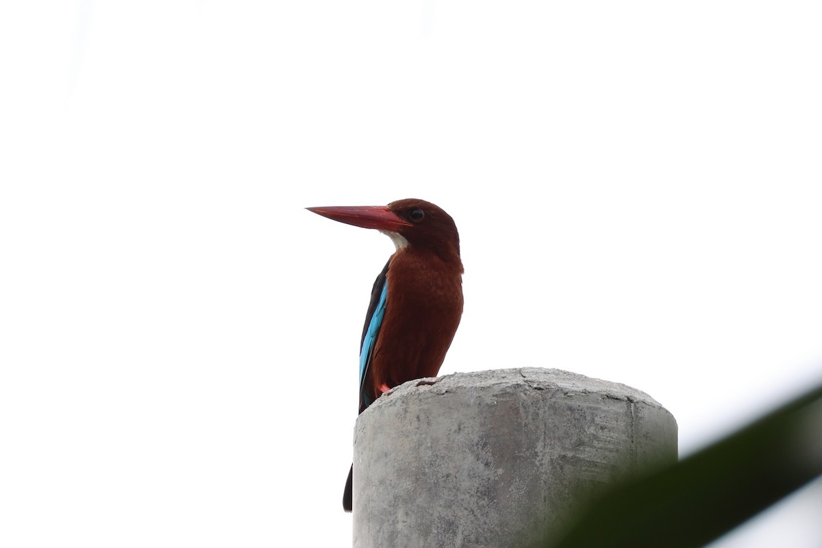 Brown-breasted Kingfisher - ML620737527