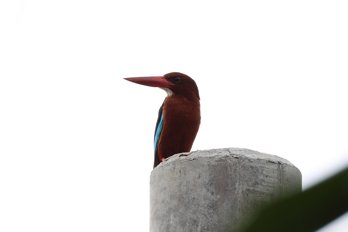 Brown-breasted Kingfisher - ML620737528