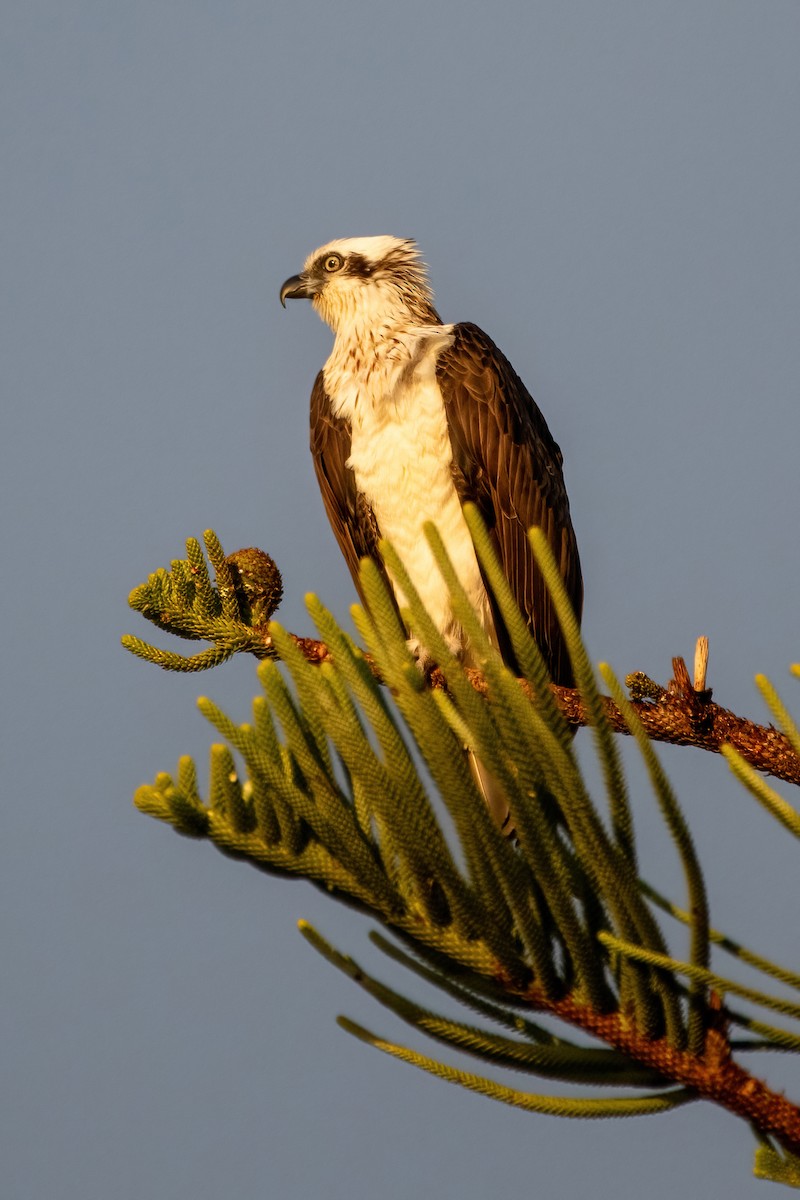 Osprey - ML620737531