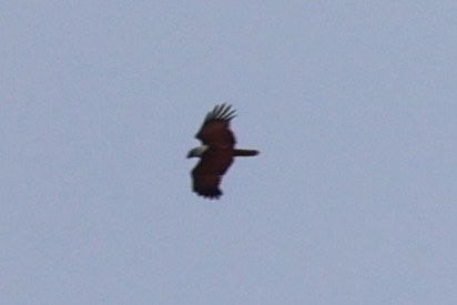 Brahminy Kite - ML620737536