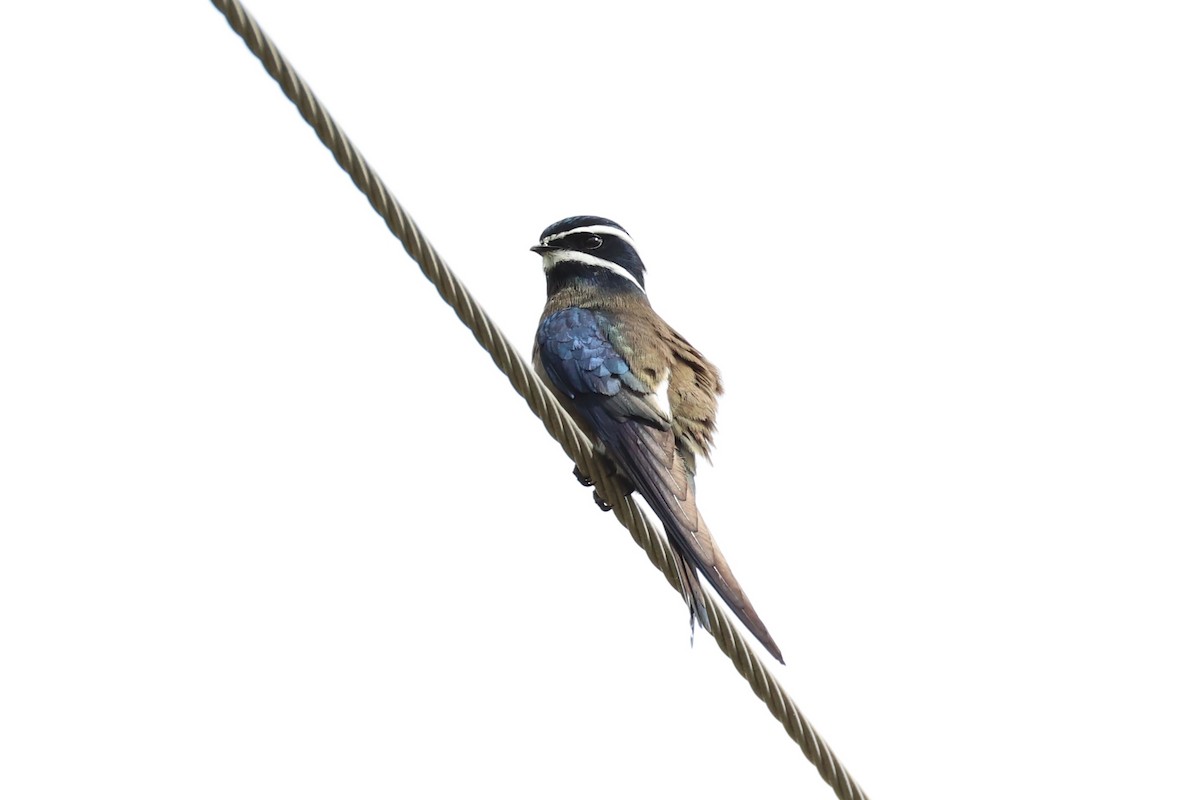 Whiskered Treeswift - ML620737539