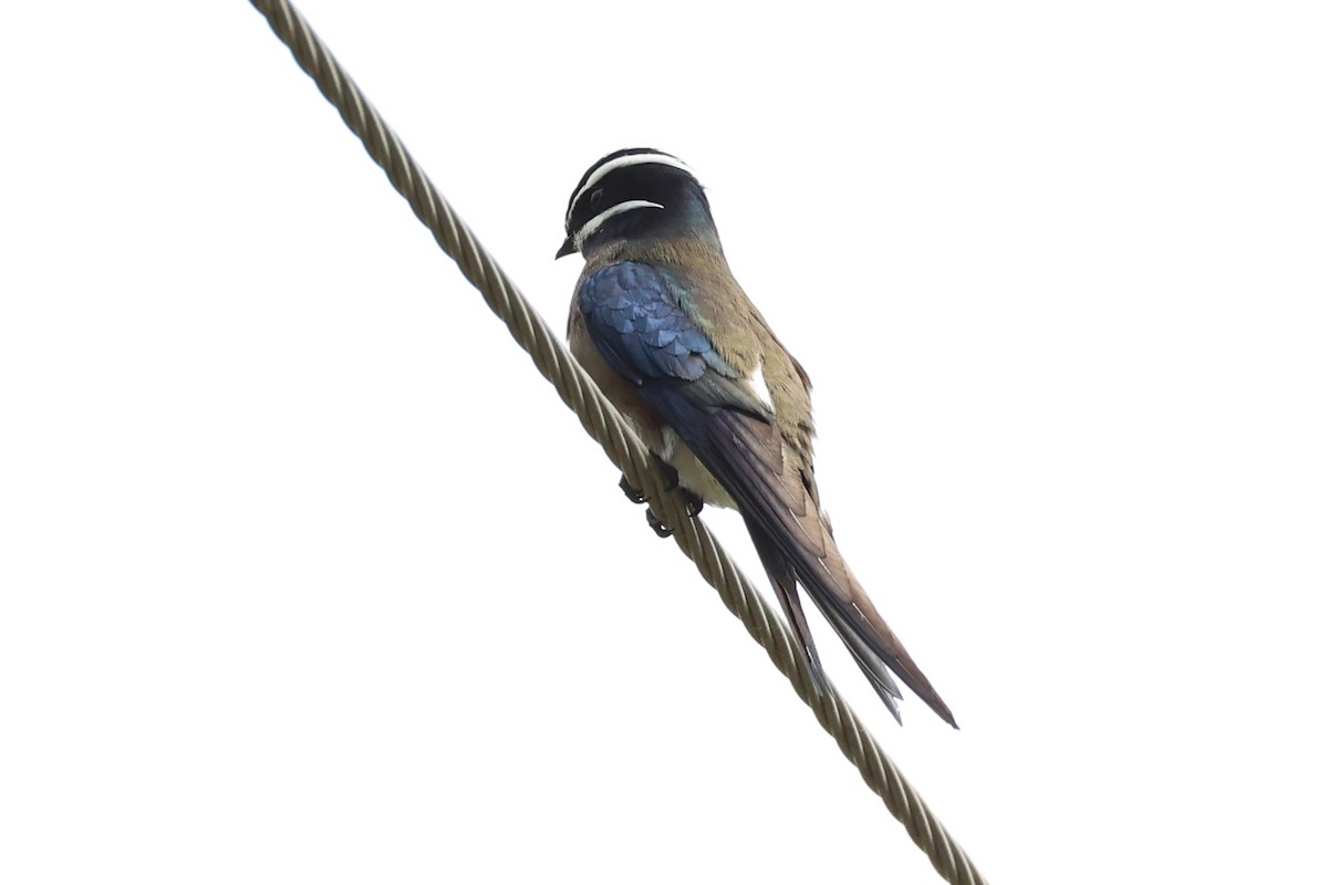 Whiskered Treeswift - ML620737540