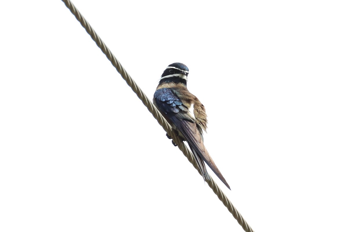 Whiskered Treeswift - ML620737541