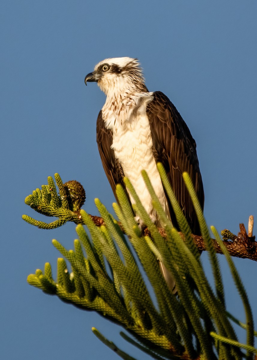 Osprey - ML620737545