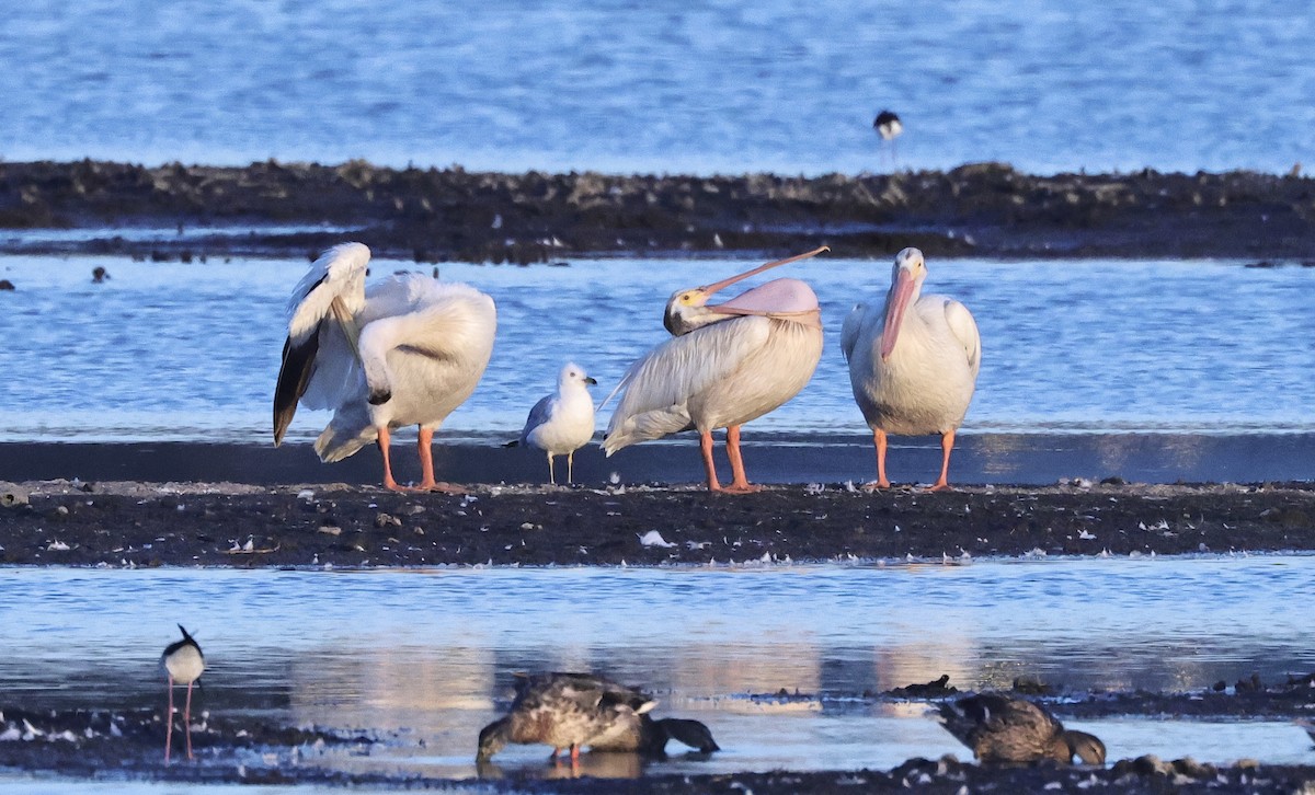 Ring-billed Gull - ML620737546